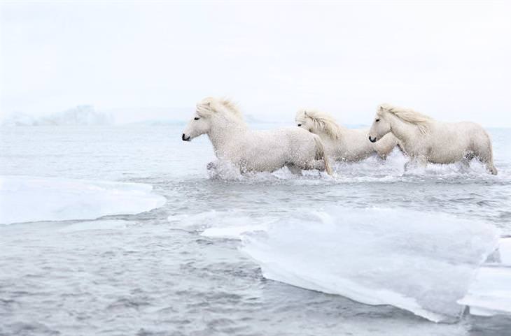 caballos islandeses