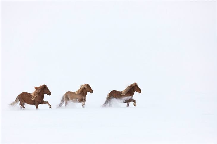 caballos islandeses