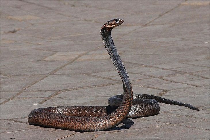 20 serpientes letales