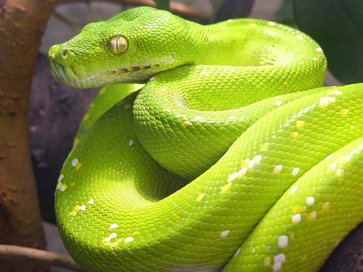 20 serpientes letales