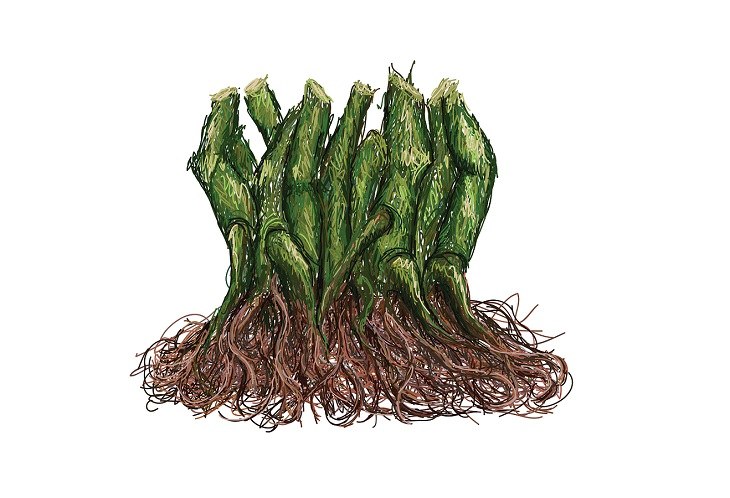 benficios raíz Kava