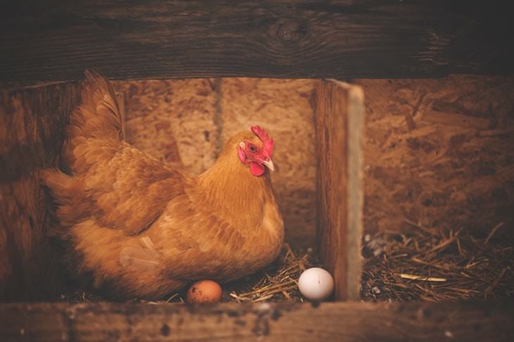 12 Mitos Sobre Los Huevos 