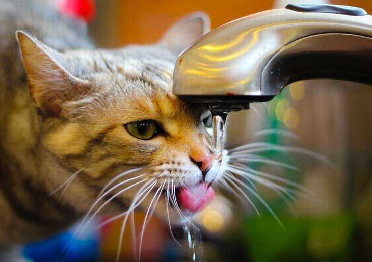 Consejos Cuidados Gatos Asegúrate de que tenga agua accesible