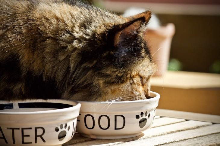 Consejos Cuidados Gatos racionar la cantidad de comida