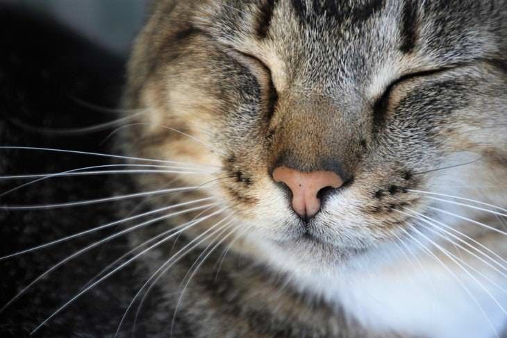 Consejos Cuidados Gatos No administres medicamentos que no sean para gatos
