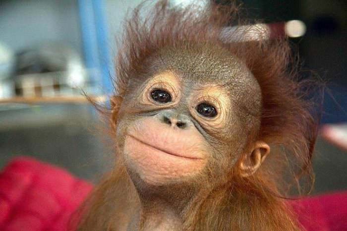 Animales Pelirrojos orangután bebé