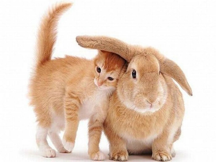  Animales Pelirrojos conejo y gato