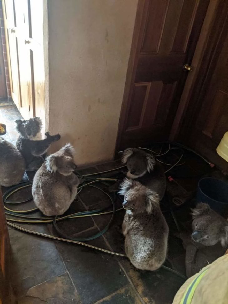 imágenes animales australianos Koalas rescatados de incendios en una casa en Cudlee Creek