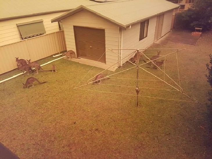 imágenes animales australianos Canguros reunidos en un patio en Berrara Beach