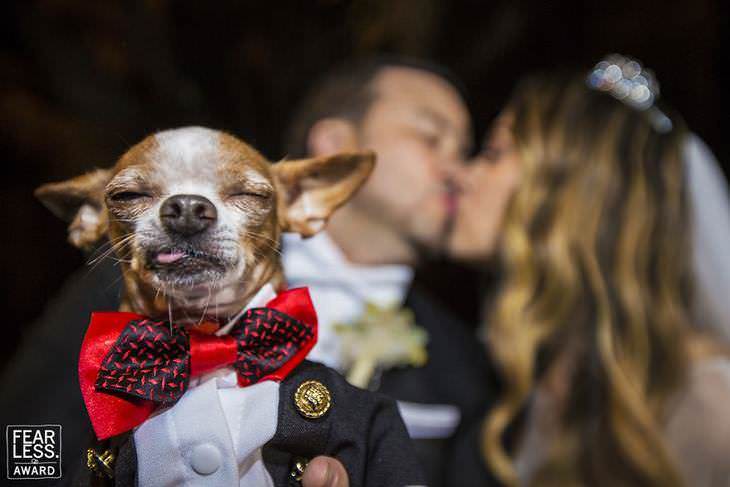 fotos de bodas perro chihuahua con traje en una boda