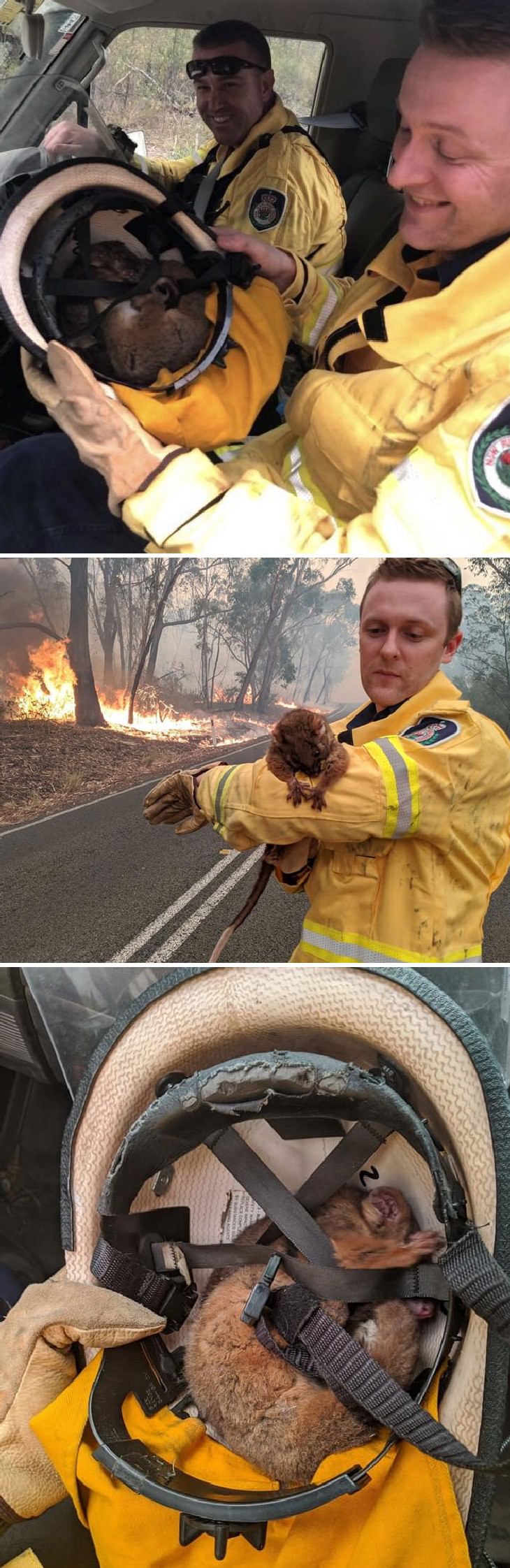 imágenes animales australianos un animal se queda dormido en el casco del bombero