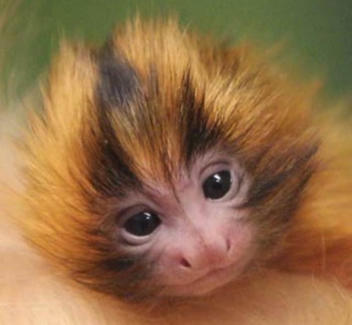  Animales Pelirrojos mono pequeño