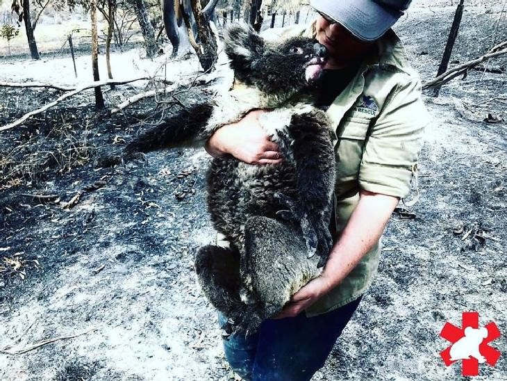 imágenes animales australianos Un koala es rescatado del fuego por un voluntario