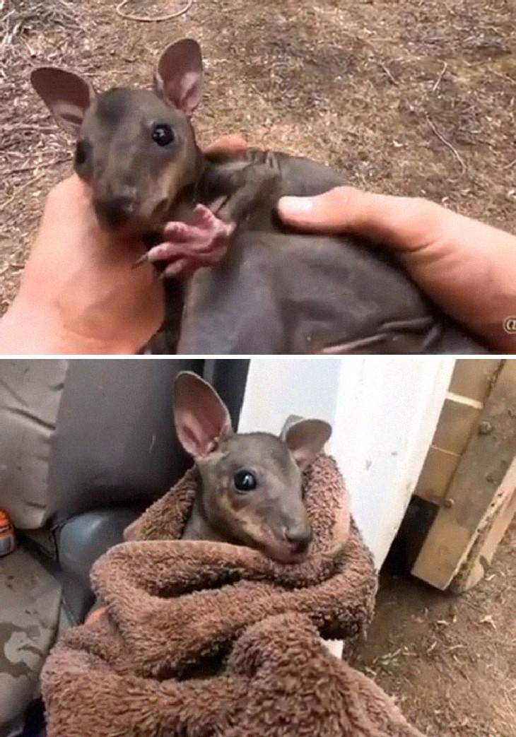 imágenes animales australianos bebé canguro