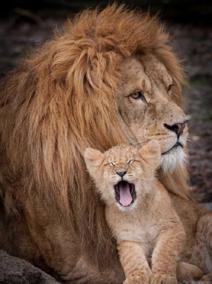 Animales Pelirrojos león y su cría