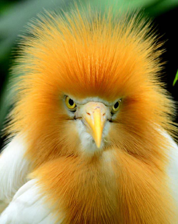 Animales Pelirrojos ave con cara de enojo