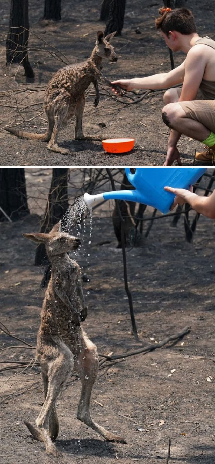 imágenes animales australianos caguro se baña con agua 