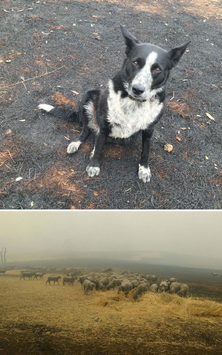 imágenes animales australianos perro rescata ovejas