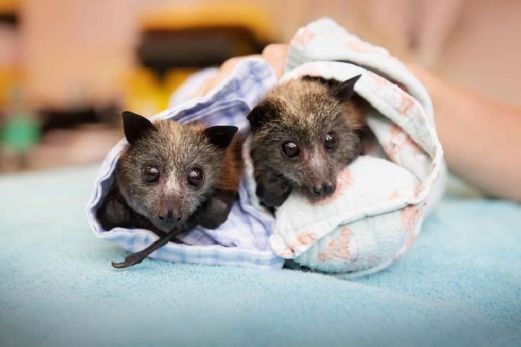 imágenes animales australianos murciélagos