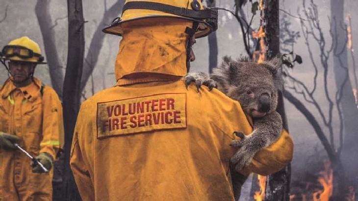 imágenes animales australianos bombero rescata a koala