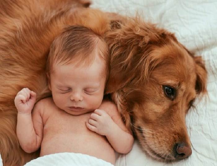 Animales Pelirrojos bebé durmiendo encima de un perro