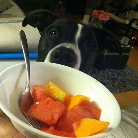 perro robando bowl con fruta