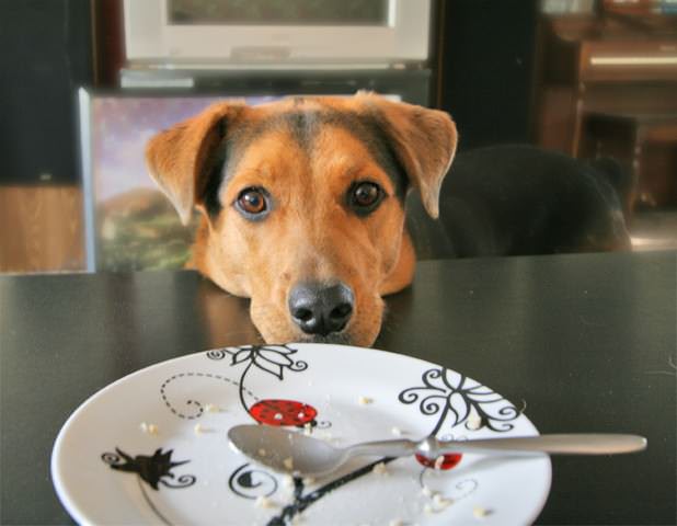 perro observando plato vacio de pastel