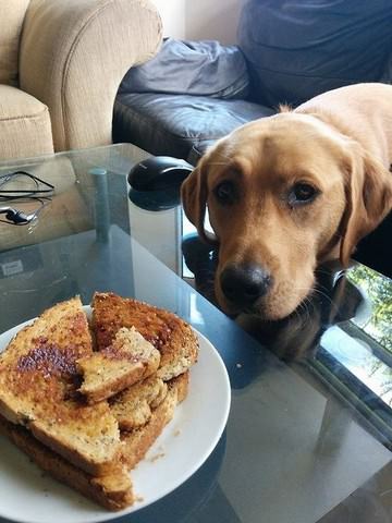perro a punto de comer un sandwich