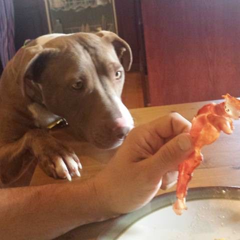 imágenes divertidas perro comida perro mirando bacon