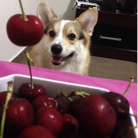 perro intentando robar cerezas