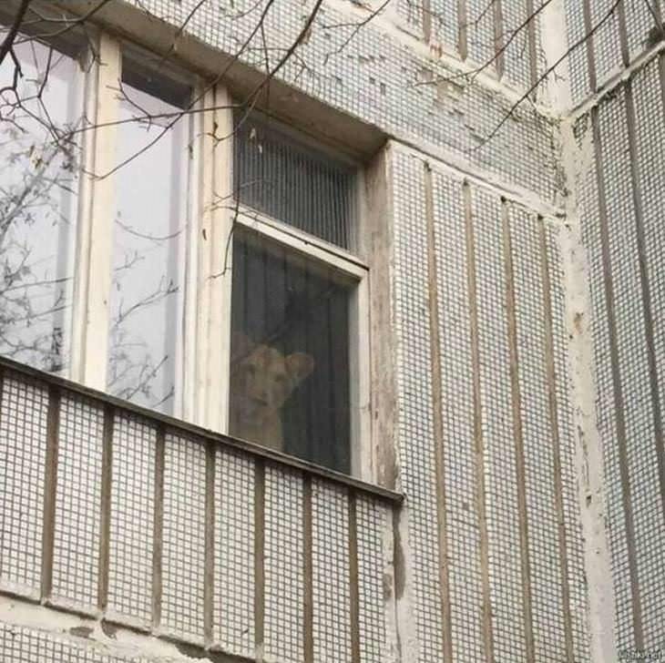 tigre en una ventana