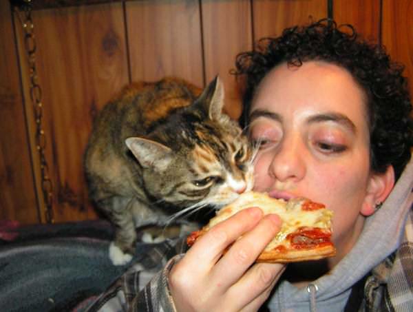 gato robando pizza