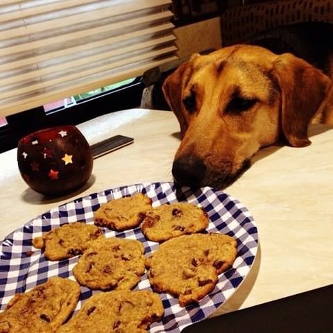 perro intentando robar cookies