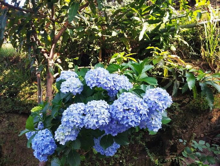 8 arbustos privacidad Nikko Blue