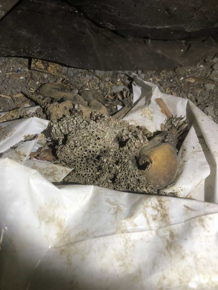 enjambre de abejas creado sobre los restos de un animal muerto en el sótano