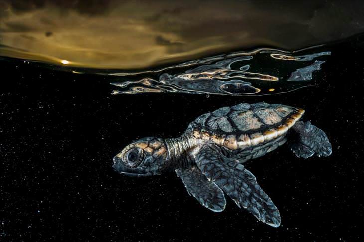 Imágenes del planeta tortuga de carey en su primer nado