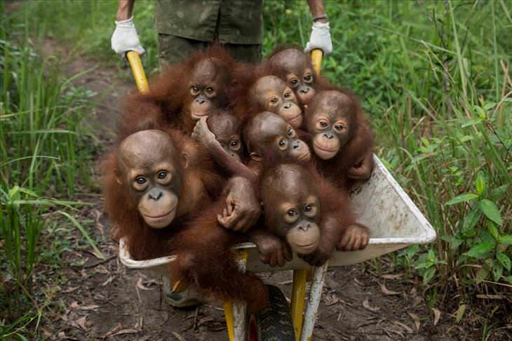 Imágenes del planeta simios bebés 