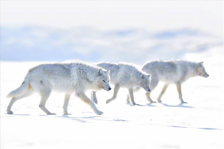 Imágenes del planeta lobos blancos