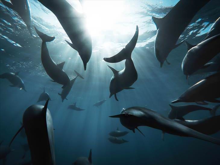 Imágenes del planeta grupo de delfines