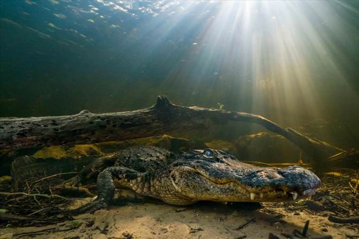 Imágenes del planeta cocodrilo americano en espera de presas