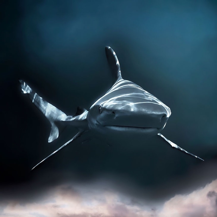 Concurso De Fotografía De Arte Del Océano Mención de honor, categoría de arte submarino - Aia Mar, "el aire de Júpiter"