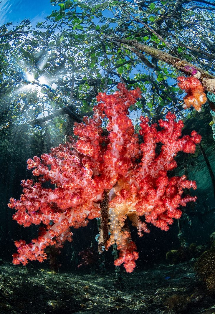 Concurso De Fotografía De Arte Del Océano 2do lugar, categoría paisajes de arrecifes- Nicholas More, "manglar coral blando"