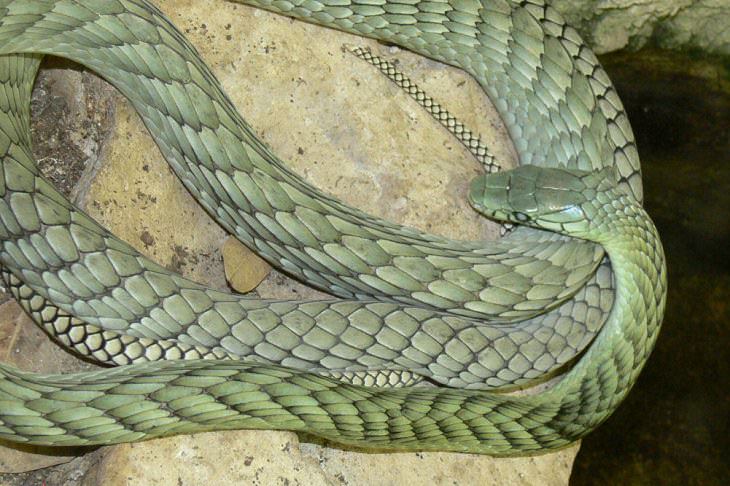 snakes, serpents, reptiles, nature, deadly, venomous, beautiful, nature, photography, pattern, colorful