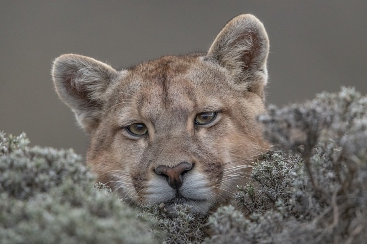 Fotos De La Vida Silvestre Puma