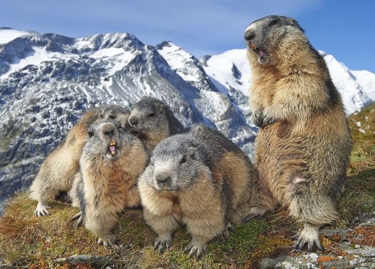 Fotos De La Vida Silvestre Marmotas