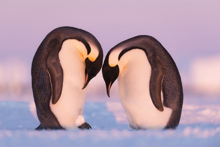 Fotos De La Vida Silvestre Pingüinos
