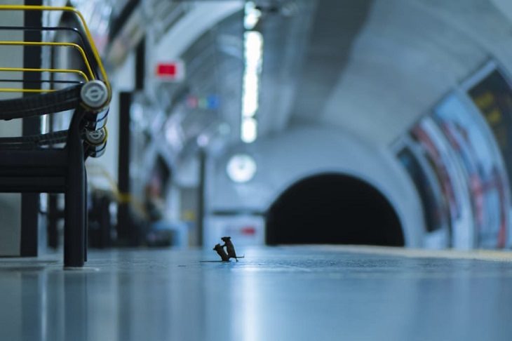 Fotos De La Vida Silvestre ratones en el metro