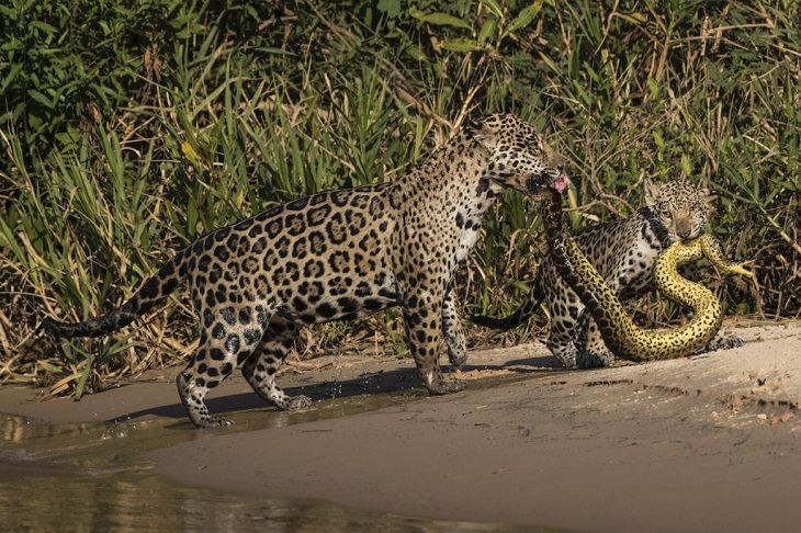 Fotos De La Vida Silvestre Jaguares