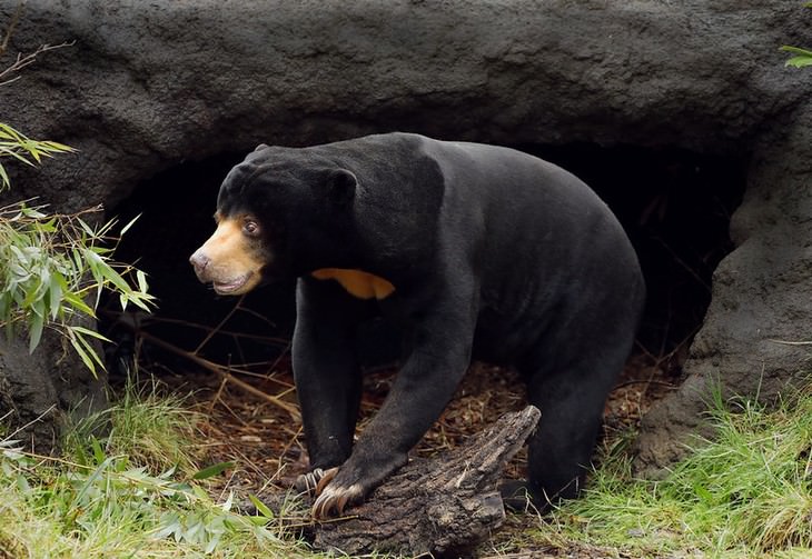 los animales más inteligentes del mundo oso malayo
