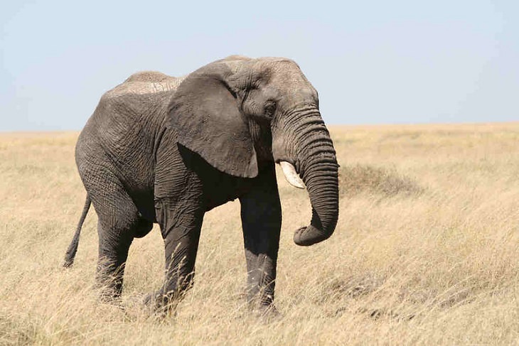 los animales más inteligentes del mundo elefante